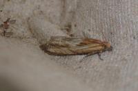 Eucosma