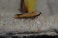 Coptotriche marginea