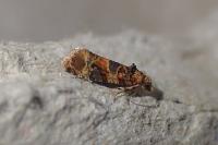 Lobesia botrana/reliquana