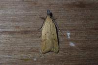 Helcystogramma lutatella