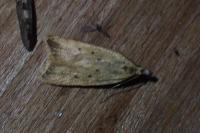 Helcystogramma lutatella
