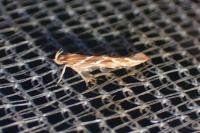 Pyroderces argyrogrammos