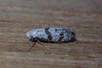 Scythropia crataegella