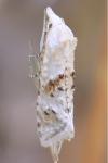 Cochylimorpha straminea