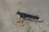 Parectopa ononidis