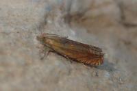 Lathronympha strigana