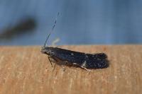 Aproaerema anthyllidella