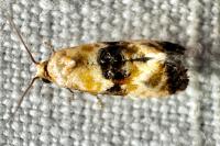 Eupoecilia angustana