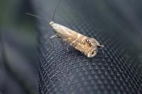 Glyphipterix thrasonella