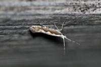 Plutella xylostella