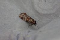Aethes piercei