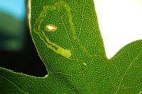 Stigmella aceris