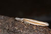 Pleurota aristella