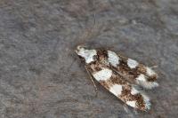 Pseudotelphusa tessella