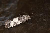 Spilonota laricana