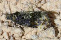 Endothenia ustulana