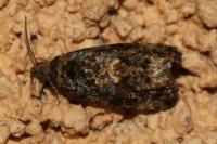Endothenia ustulana