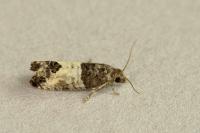 Spilonota ocellana