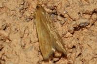 Helcystogramma rufescens
