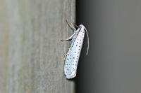 Yponomeuta evonymella