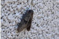 Penestoglossa dardoinella