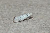 Yponomeuta evonymella