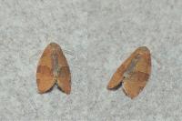 Pandemis heparana
