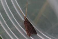 Lecithocera nigrana