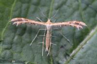 Oxyptilus