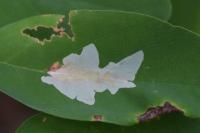 Parectopa robiniella