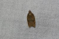 Acleris rhombana