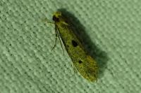 Tinea trinotella
