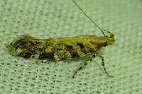 Aristotelia decoratella