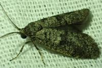Penestoglossa dardoinella