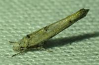 Zelleria oleastrella