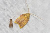 Carcina quercana