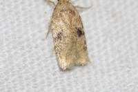Agonopterix propinquella