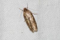 Hofmannophila pseudospretella