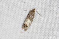 Spilonota ocellana