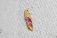 Diceratura ostrinana