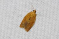 Clepsis consimilana