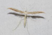 Emmelina monodactyla