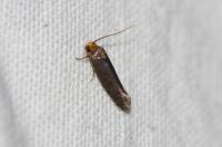 Cephimallota