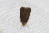 Lecithocera nigrana