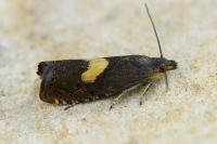 Dichrorampha petiverella