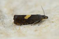 Dichrorampha petiverella