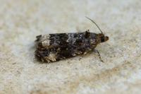 Endothenia