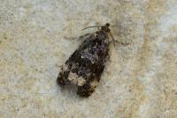 Endothenia