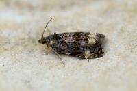 Endothenia