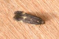 Oxypteryx atrella